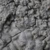 Pertusaria albescens var corallina